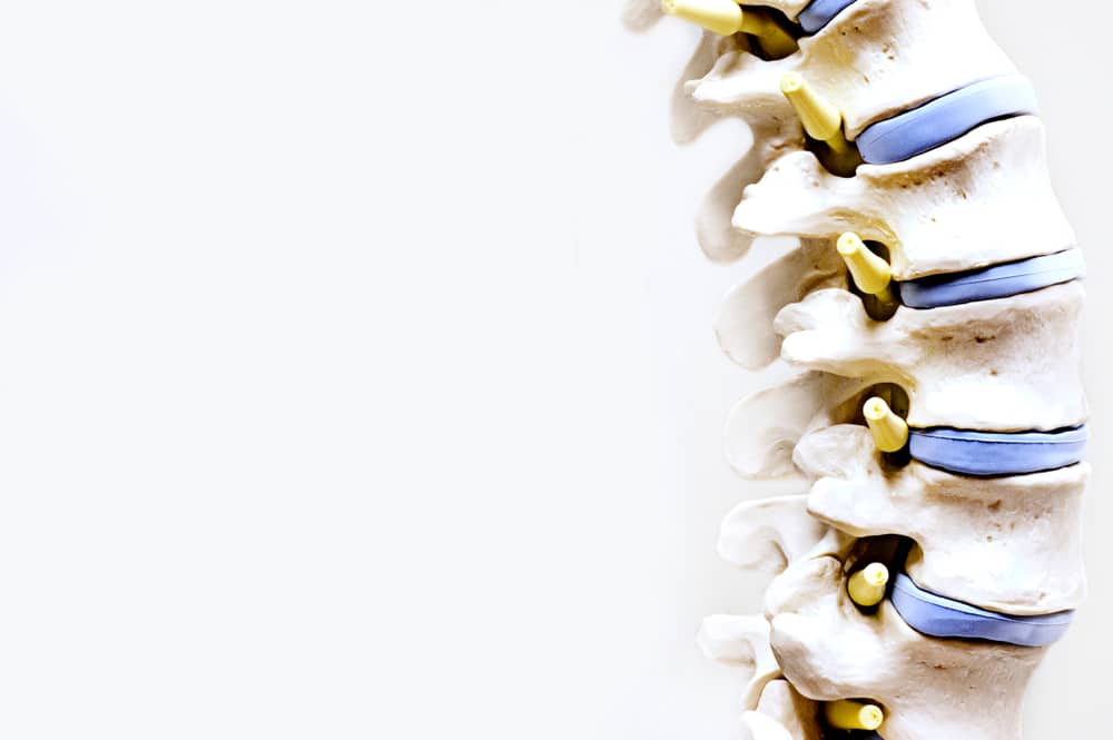 Model,Of,A,Spine,In,Medical,Field,With,White,Background.